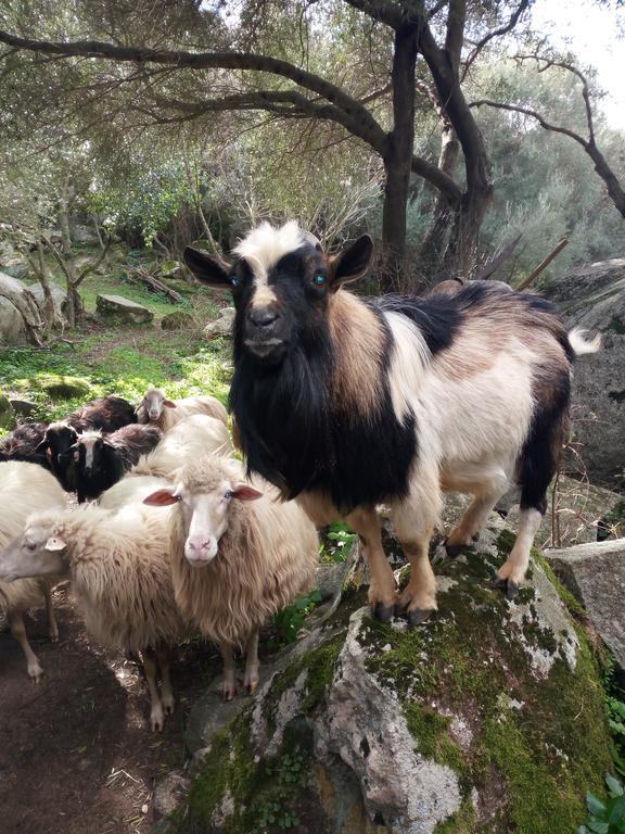 Turismo Rurale L'Agliuledda Villa Sant'Antonio di Gallura Luaran gambar
